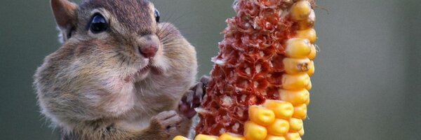 ThirdPartyNick Profile Banner