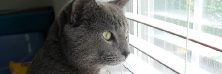 HathawayWrites's profile banner image