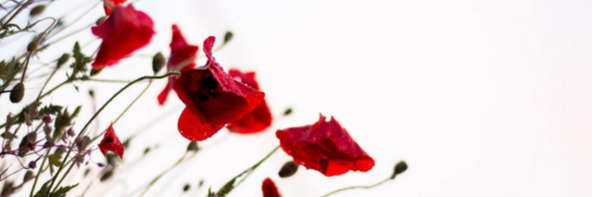 laufgun's profile banner image