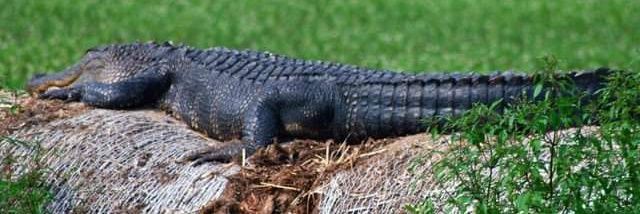 Beer Whisperer PhD MAGA/KAG 2020 banner