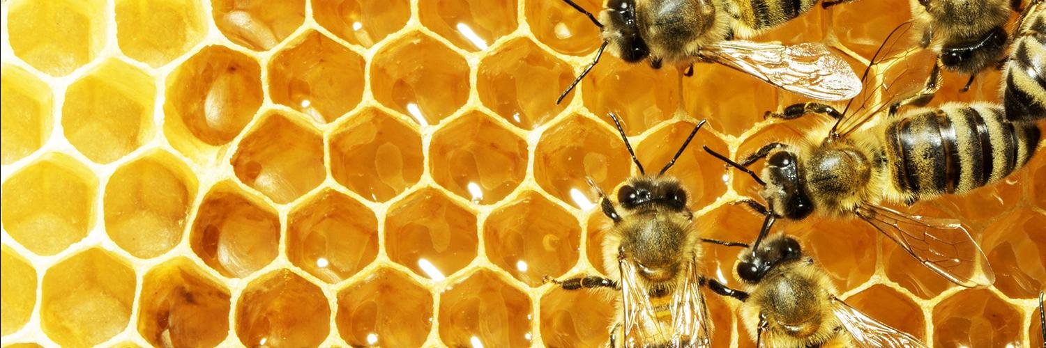 kbbees's profile banner image