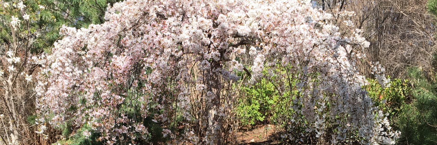 Nikko Manhera Phox banner