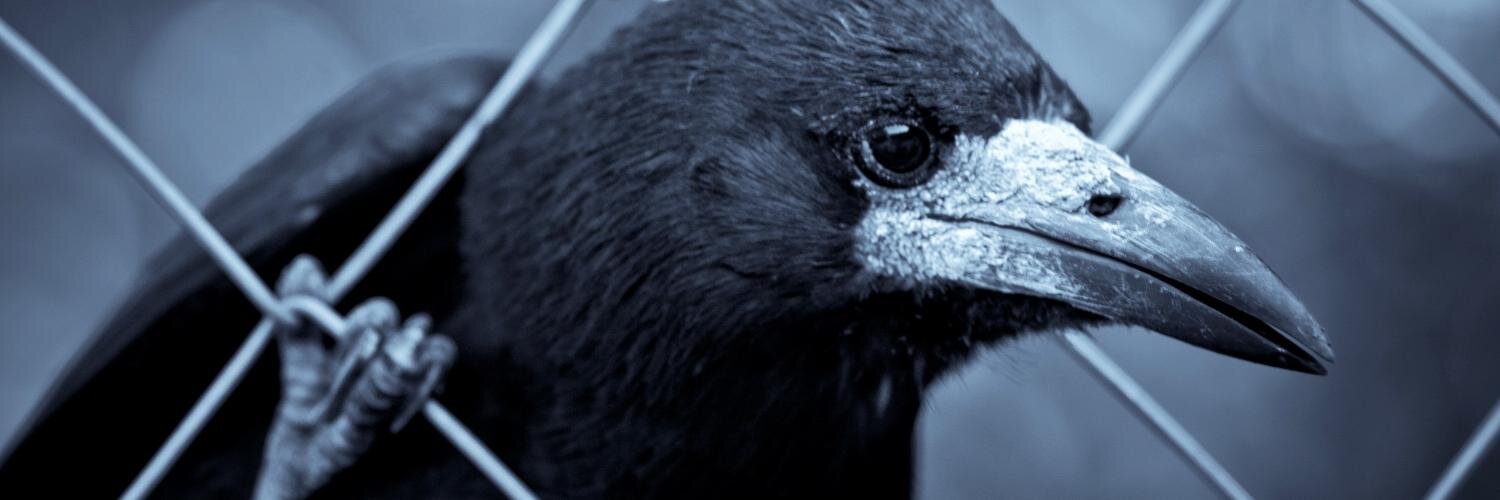 raitis banner