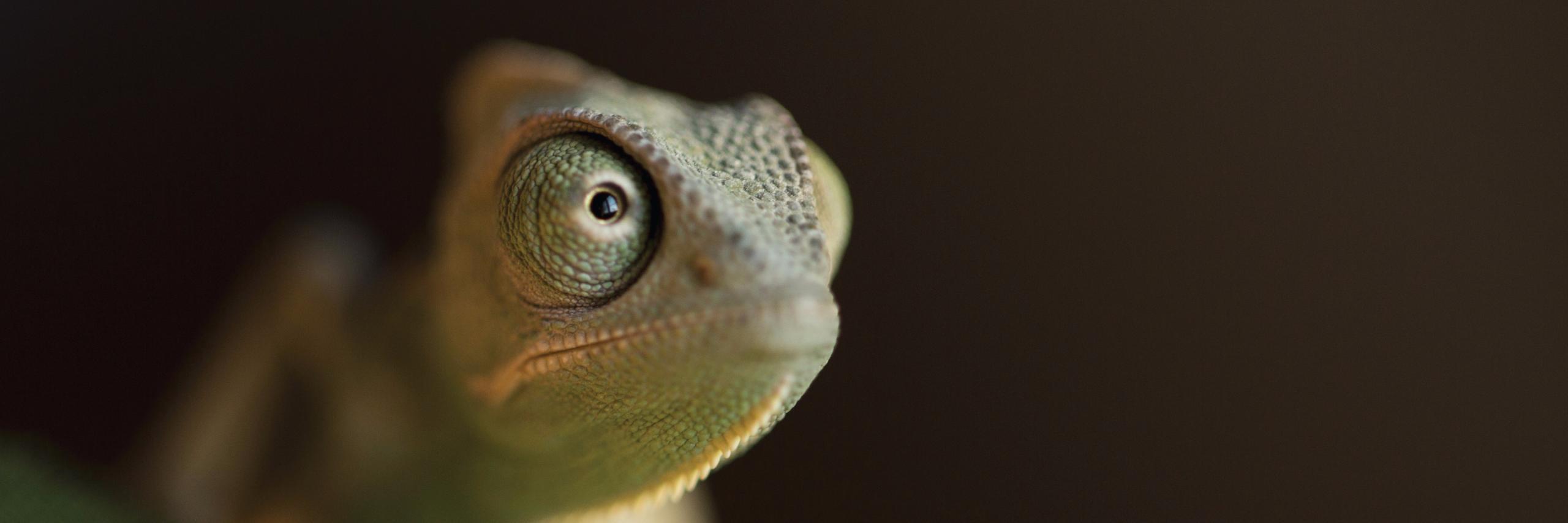 ecstasylabs's profile banner image