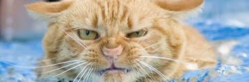 Liz Armstrong banner