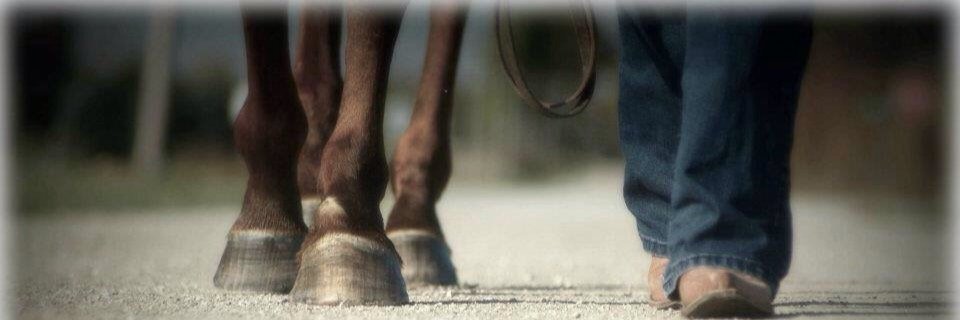 Caballos_Com's profile banner image