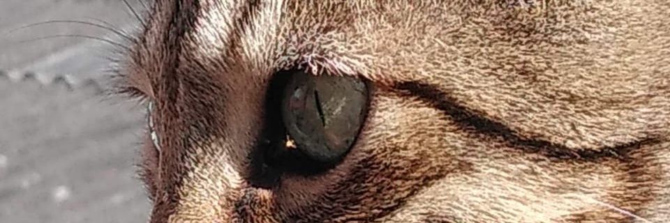 _fabianmillan's profile banner image