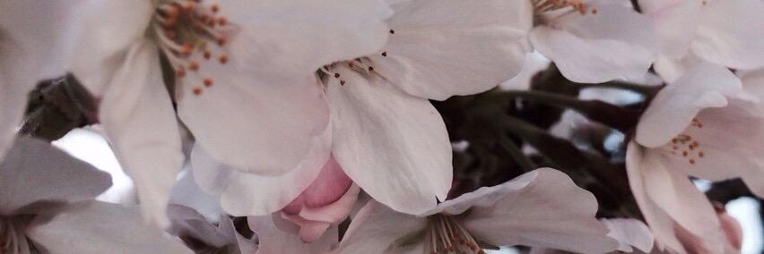 AAAyuMutiara's profile banner image