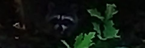 Gangstanapper's profile banner image
