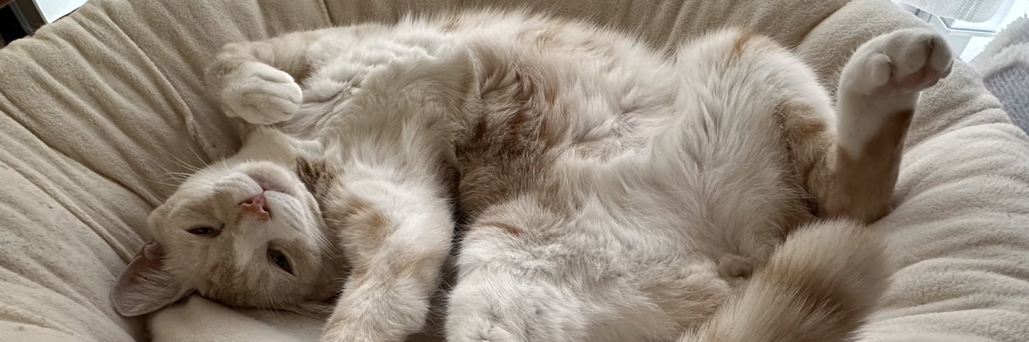 catcancute's profile banner image