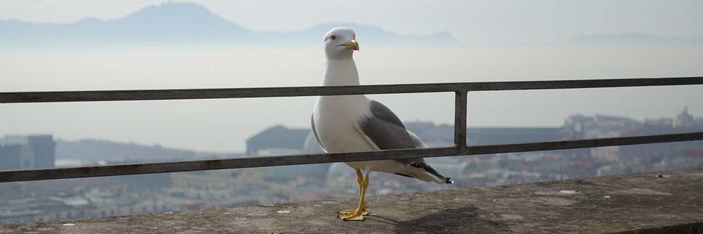 Florian Sengstschmid banner