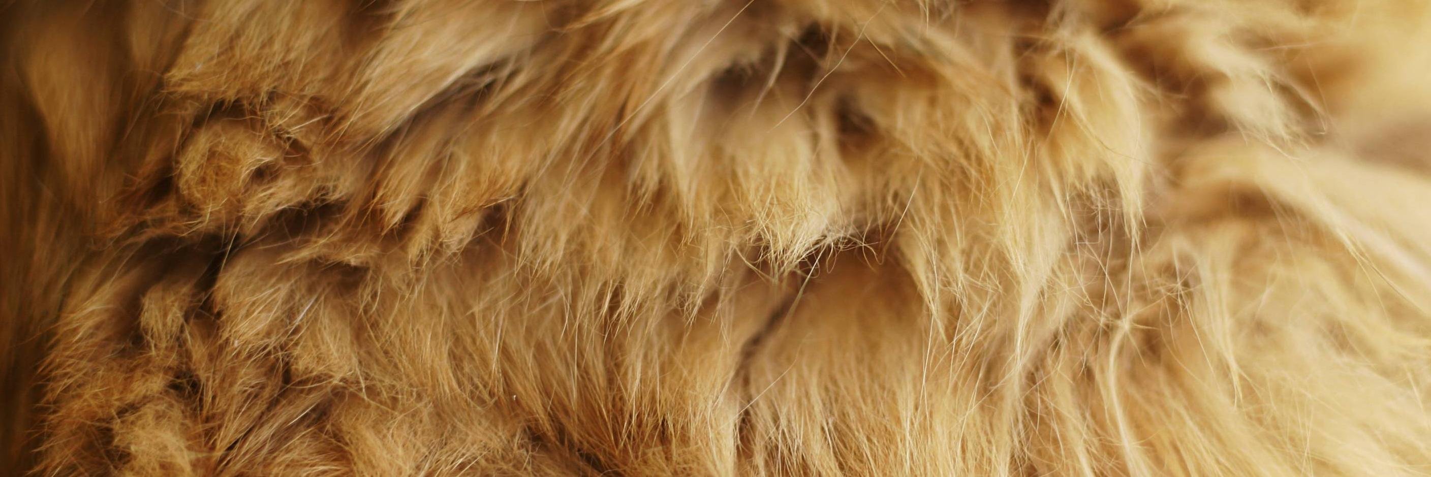RussellManiaSC's profile banner image