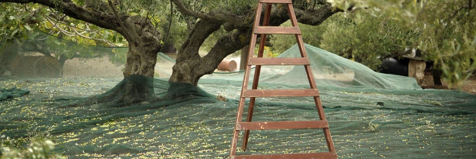 Mark Peter Notaras banner