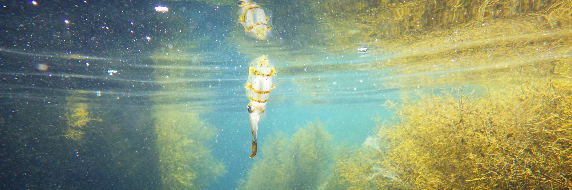 ぬまぼうず🐜 banner