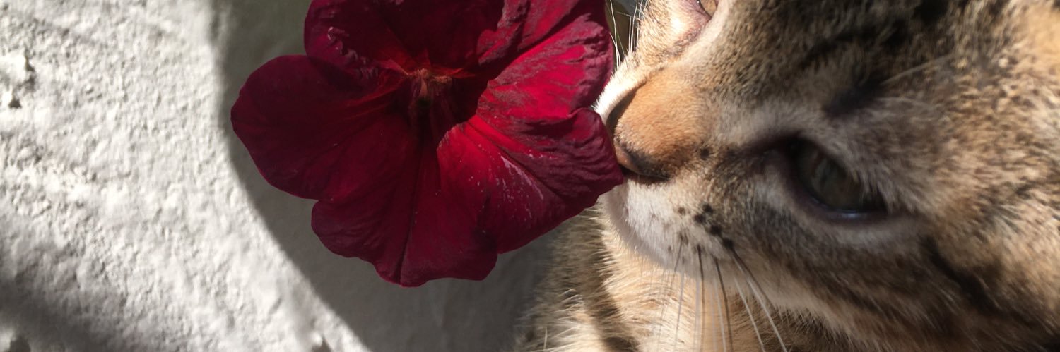 _duvaggp's profile banner image