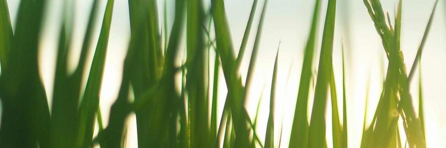 davidpanderaja's profile banner image
