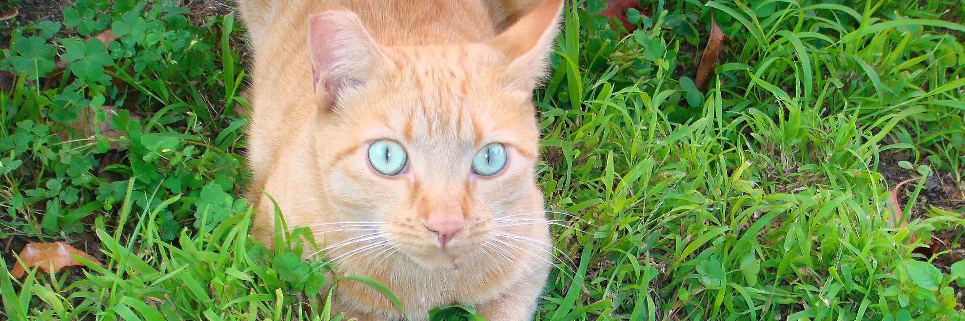 PetsRockin's profile banner image