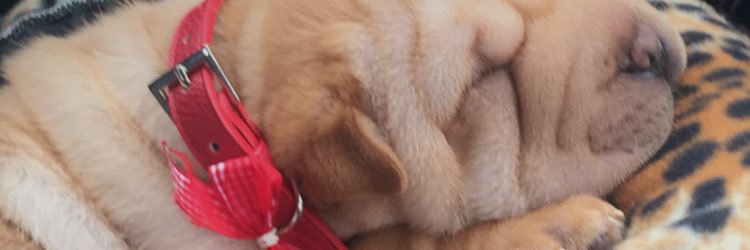daisy_higgs's profile banner image