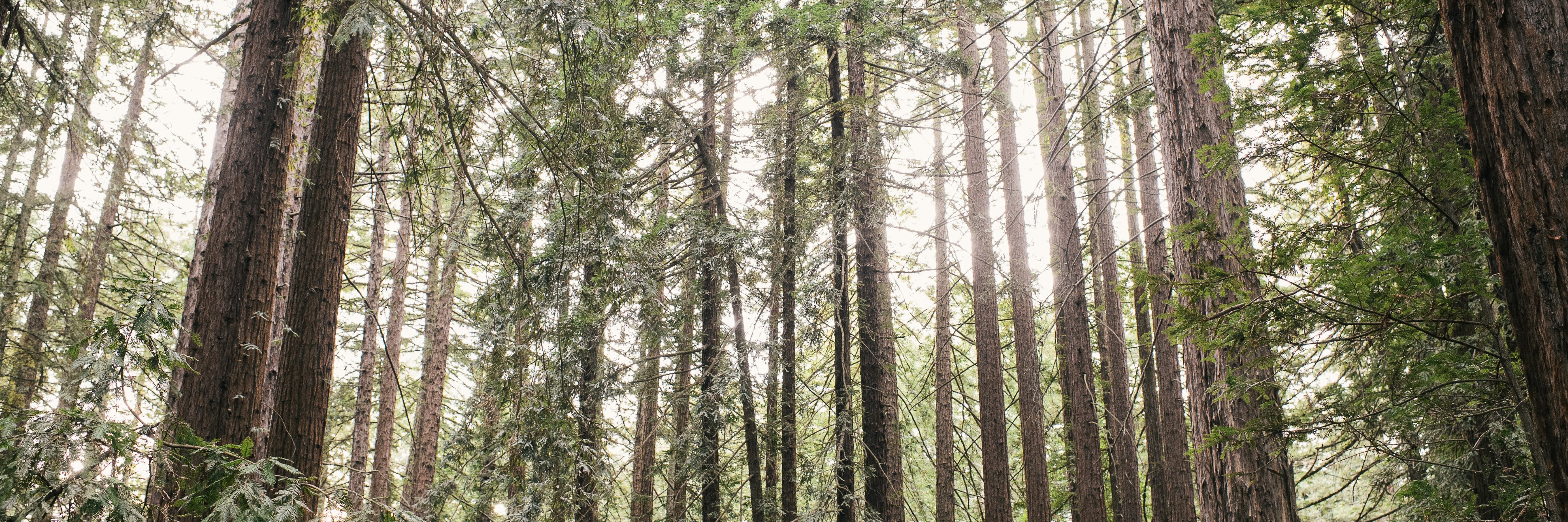 Rachel (Egan) Hazen banner