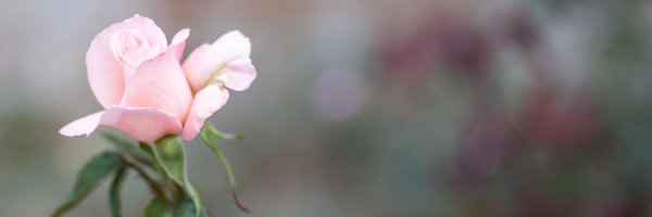 CranborneGarden Profile Banner