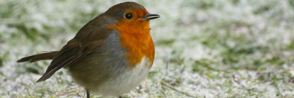 Gnosall_PC's profile banner image