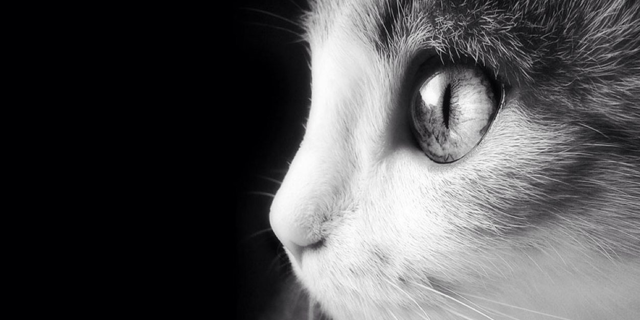 cats_cp's profile banner image