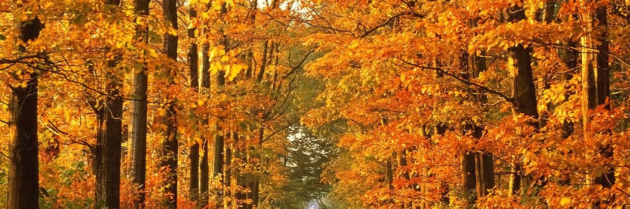 Geografia UdG banner