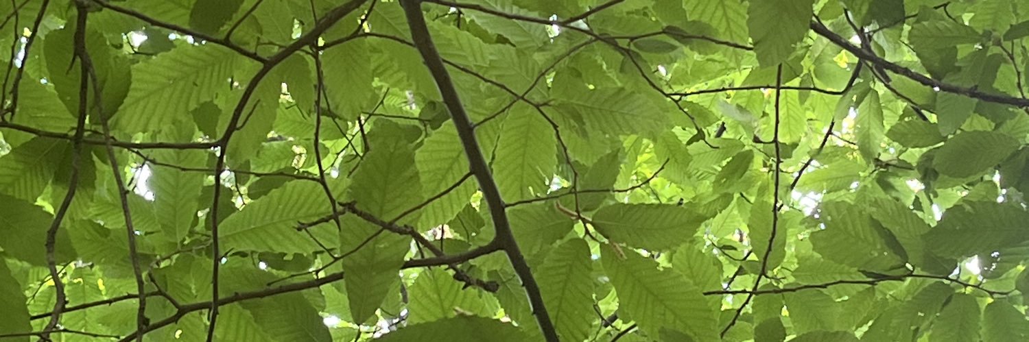 Steborg1971's profile banner image