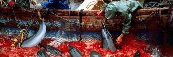savedolphons's profile banner image