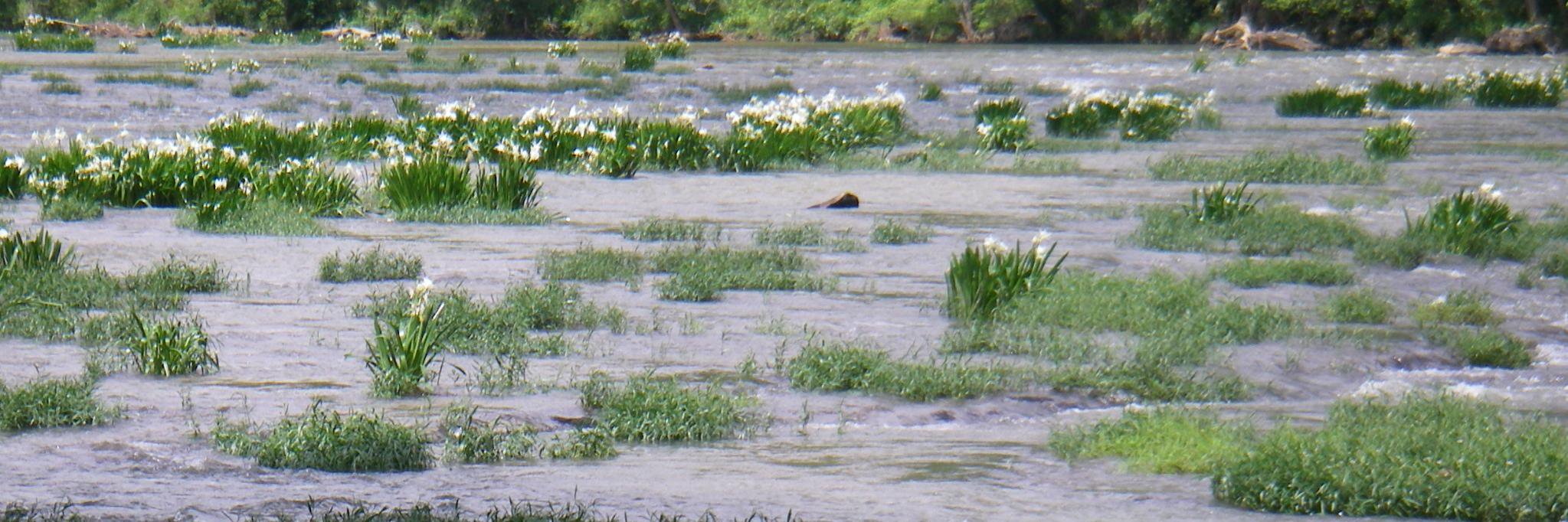 Red Willoughby banner