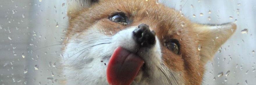 zwitscherpatty's profile banner image