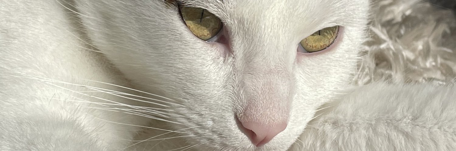 blancalobon's profile banner image
