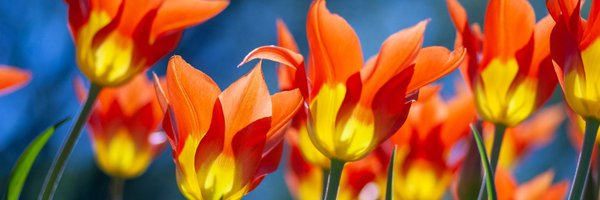 ottergc Profile Banner