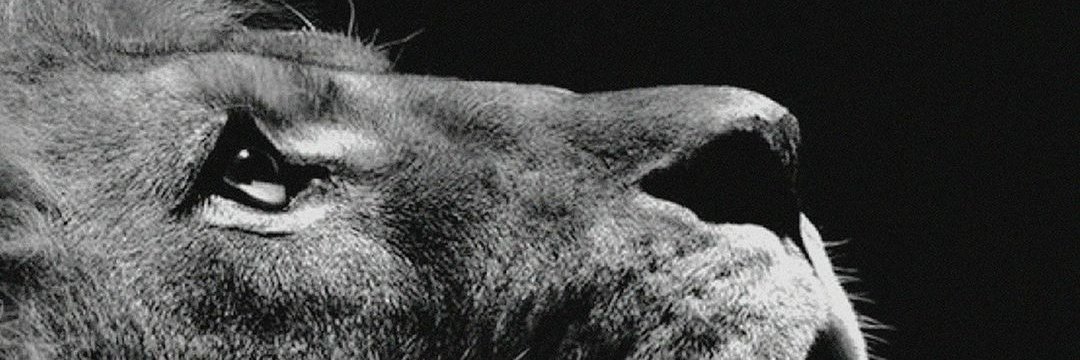 keniavic's profile banner image