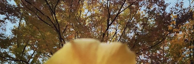 rinamotimoti's profile banner image