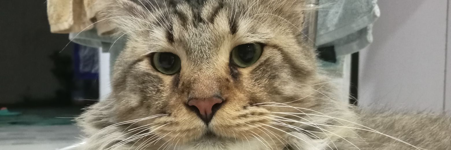 justcallmedebb's profile banner image