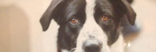 Pheezey banner