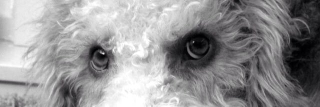 Snappy Mildred banner