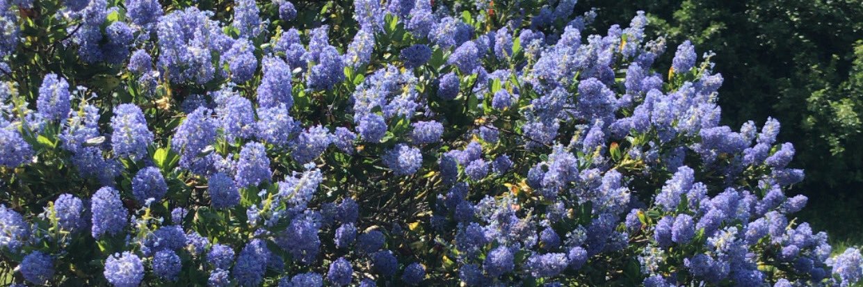 maymoonflowers's profile banner image