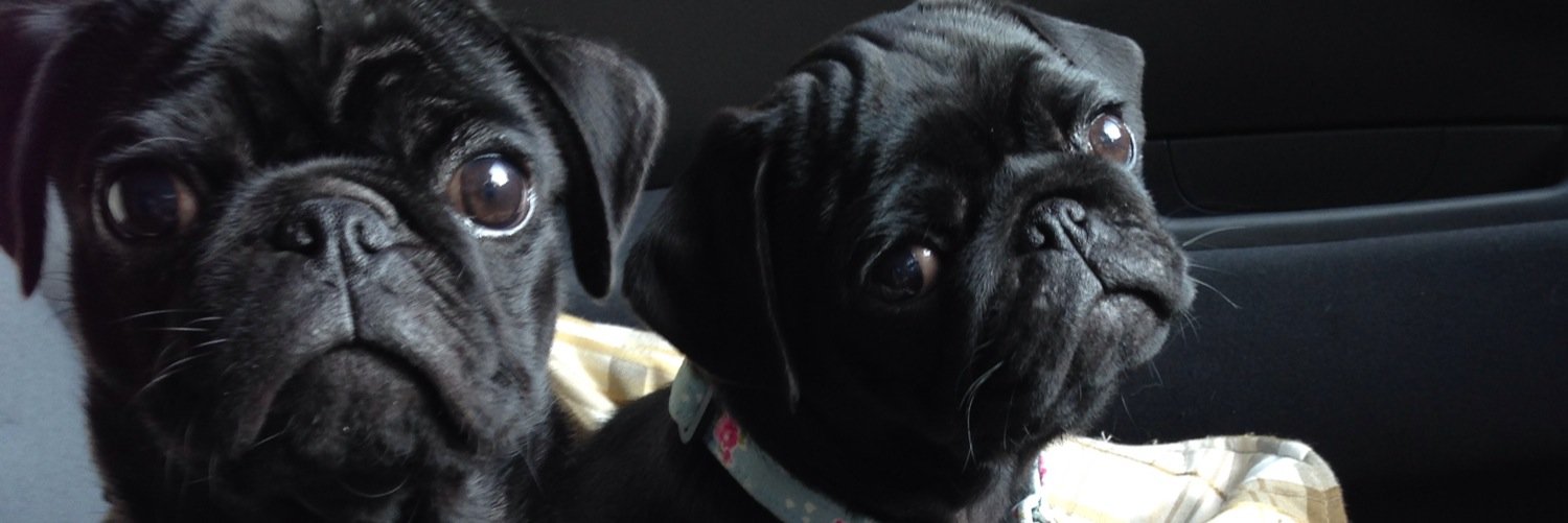 PollyPugs's profile banner image