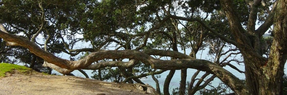 Laura Lindeman banner