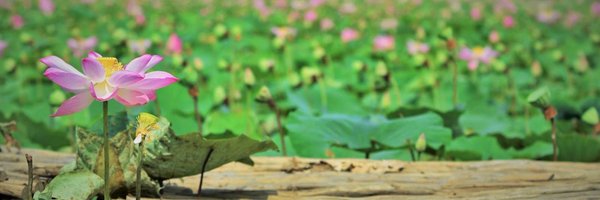 khanhxuannguyen Profile Banner