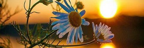 sariifi's profile banner image