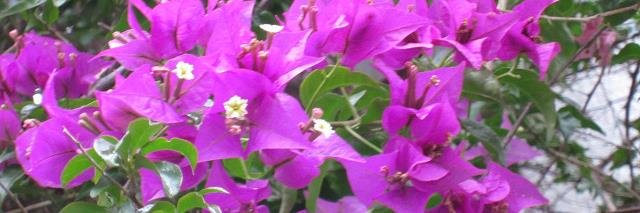 2106daisuki's profile banner image