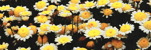flovanse's profile banner image