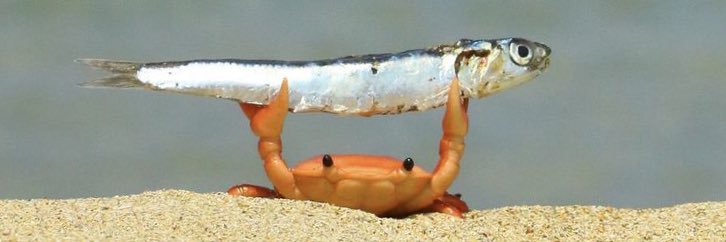 AnimalMotherXP's profile banner image