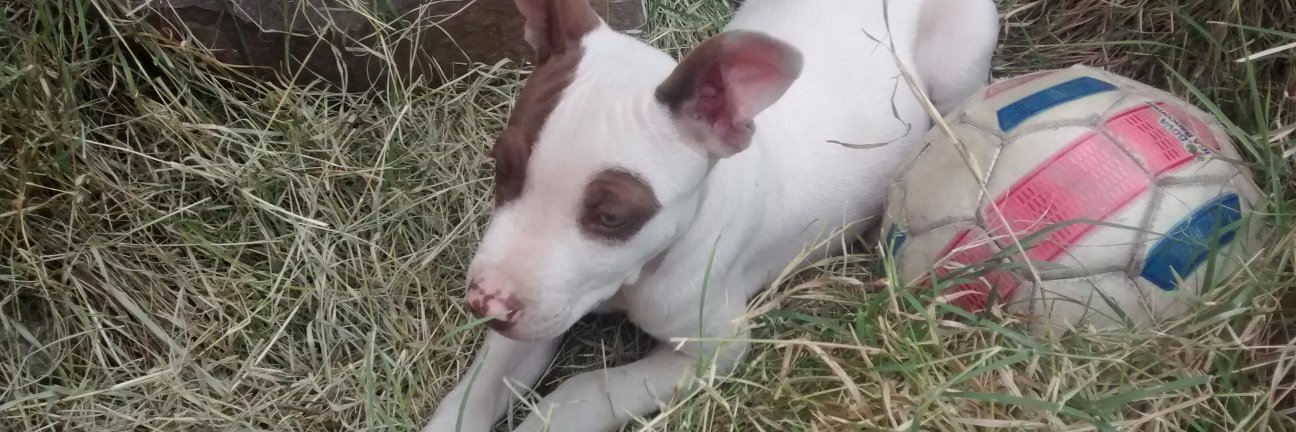 TIBER LABRADOR banner