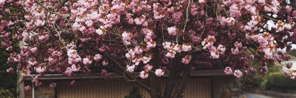 LashaPie's profile banner image