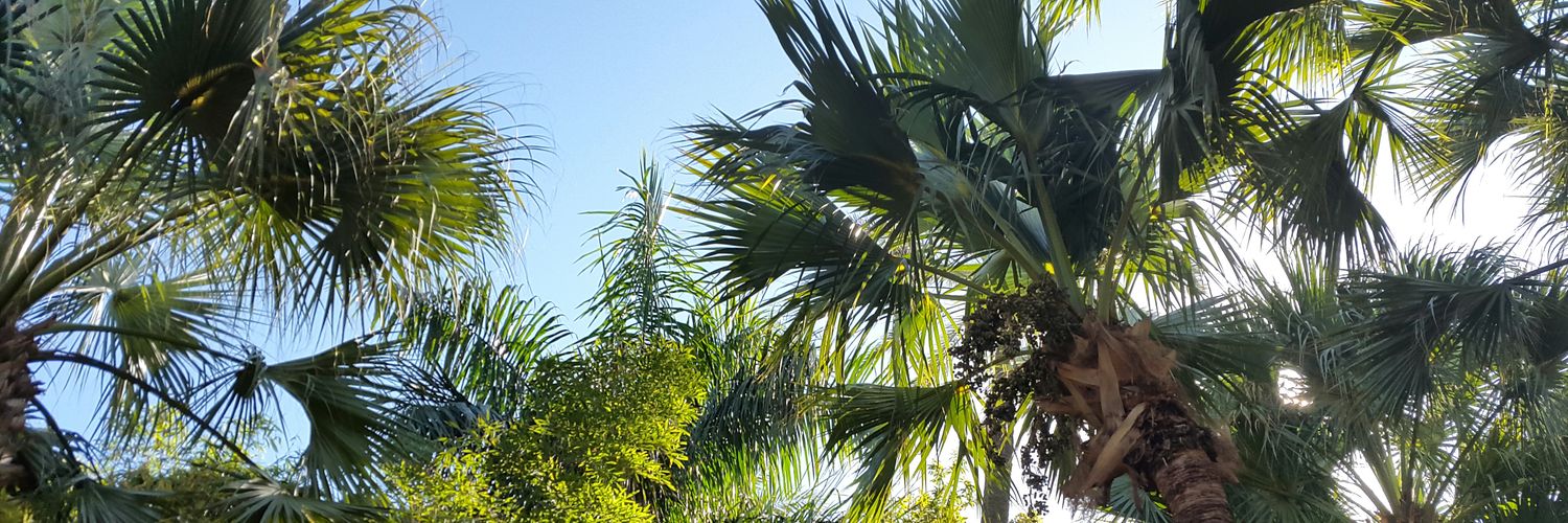 ennaoufals's profile banner image