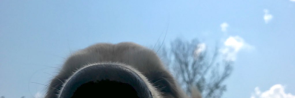 _neecole8's profile banner image